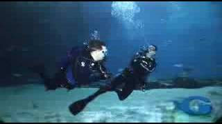 Swim with Whale Sharks at Georgia Aquarium [upl. by Derte688]