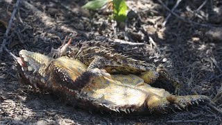 Matingcourtship of Blainville’s coast horned lizard [upl. by Jarrow278]