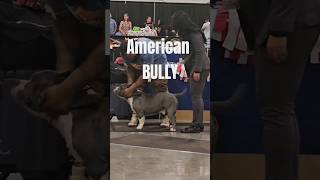 The American Bully breed being Judged ABKC dog show Florida USA 2024 [upl. by Salot]