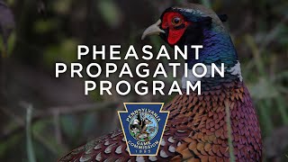 Pheasant Propagation Program  Through the Year [upl. by Iharas632]