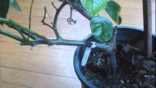 Pruning back Improved Meyer Lemon tree [upl. by Thaine764]