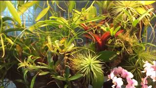 Vivarium Terrarium Orchidarium Orchidejoslt 2017 07 04 [upl. by Berardo]