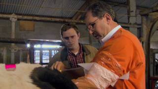 Artificial Insemination for Cattle [upl. by Cash372]