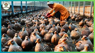 China Quail Farm  How Chinese Farmers Make Millions of Dollars Every Year from Raising Quail [upl. by Donnamarie]