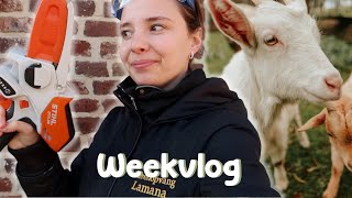 De opvang mooi maken amp Kiko is ziek  WEEKVLOG [upl. by Backer761]