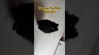 quotPlaytime with Toy Pomeranian Puppies – Too Cute to Handlequot [upl. by Eenrahc]