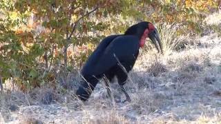 Southern ground hornbill calling [upl. by Aienahs]