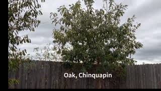 Chinquapin Oak Tree [upl. by Nosneb]