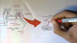 Ear Anatomy [upl. by Queridas]