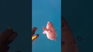 Spearfishing easy meal on 95 meters Parrotfish catch clean on canary islands Cristal clear waters [upl. by Faustina]