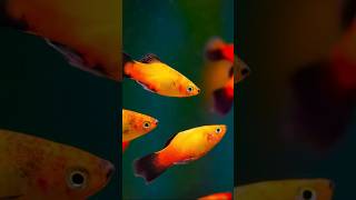 WOW🤩 Beautiful Platy fish😍😍🌟 platyfish fish subscribe shorts [upl. by Carlyn]