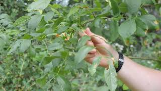 Plant Speed Dating  Oregon Ash Fraxinus latifolia [upl. by Eikcor]