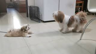 Shih Tzu Barking 1 Molly and Loly [upl. by Wadsworth]