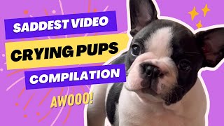 Crying Puppies Compilation the saddest French Bulldog pups 😭 [upl. by Kesia]