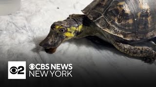 Turtle rescue on Long Island removes extraordinary beak from pet box turtle [upl. by Salvay]