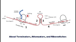 G8 Terminatiors of Transcription Trp Operon More about attenuators and Riboswitches [upl. by Trix980]