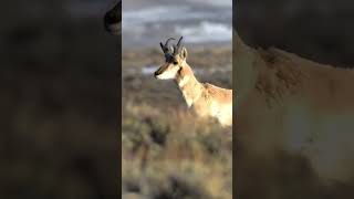 1Minute Nature Pronghorns [upl. by Electra]