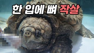 1미터 악어거북 늑대거북에게 고급 식자재를 먹여봅니다 l Macrochelys temminckii Chelydra 광어알 새우 생닭 부럽 [upl. by Liuqnoj742]