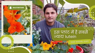 इसके फूलों की सलाद आंखों के लिए है बहुत फायदेमंद  Tropaeolum majus garden nasturtium plant care 🌿 [upl. by Ayhtak]