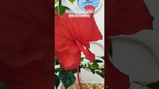 Hibiscus Plant rashmikipathshala plants hibiscus shorts youtubeshorts shortsyoutube [upl. by Ellita]