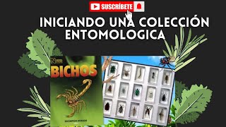 Entomologia 1 Bichos RBA como montar una mariposa para un cuadro entomologico [upl. by Enymzaj]