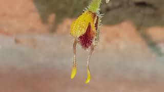 Masdevallia erinacea weirdest little masdevallia orchid [upl. by Assenab465]