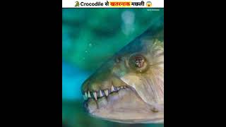 मगरमच्छ से भी खतरनाक मछली 😱  Goliath tigerfish trendingshorts [upl. by Koerlin]