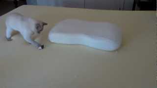 Tonkinese Cat Playing on Memory Foam HD [upl. by Ekal900]