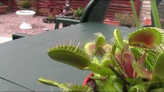 Ever wondered what would happen if you put your finger in a venus flytrap [upl. by Haeluj7]