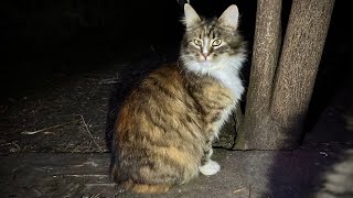 Feeding homeless street cats on cold day [upl. by Deloris]