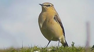 Northern Wheatear  Birdwatching England [upl. by Adnaral140]