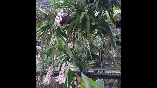 Huge orchid  Aerides odorata on november 2020  Aerides odorata in bloom  Tigers paw orchid [upl. by Anavahs896]