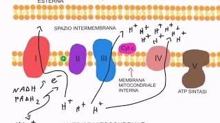 CORSO DI BIOCHIMICA  LEZIONE 15 DI 47  FOSFORILAZIONE OSSIDATIVA  PARTE 1 [upl. by Ellehcsor905]