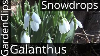 Snowdrops  Galanthus nivalis  snowdrop flower  How to Grow Snowdrops snowdrop [upl. by Laroc]