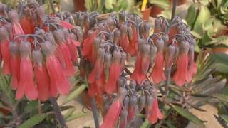 Calanchoe medicinal Kalanchoe daigremontiana wwwriomoroscom [upl. by Norward]