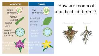 Differences between Monocots and Dicots [upl. by Kered]