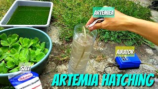 Betta Care How to hatch artemia under 20 hours for breeding betta fish [upl. by Hedvah]