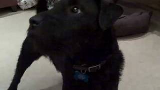 Patterdale Terrier Talking [upl. by Nitza]