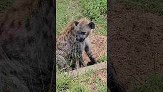 a hyena giving birth outside its nest [upl. by Vonny]