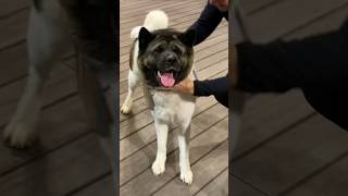 Akita Funnу Attacks Owner😅 Funny Dog Videos [upl. by Etteinotna]