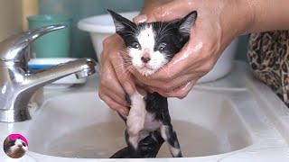 Rescued Kitten is full of dirt and fleas…First bath for Street Kitten And Happy milk time [upl. by Nylidnarb]