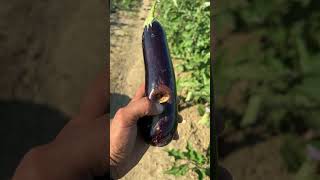 Patlıcan meyvesinde kurşuni küf agriculture patlıcan aubergine tarla tarım ziraat çiftçi [upl. by Dibb]