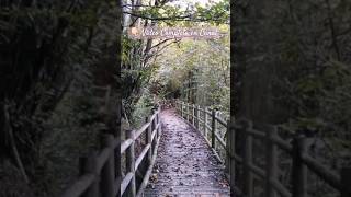 Lluvia 🌧en el BOSQUE🌳NATURALEZA y Paisaje Sonoro🌳Desconecta Rutina Natura para RELAJARTE Dormir [upl. by Jakob]