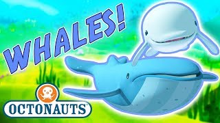 Octonauts  Learn about Whales  Cartoons for Kids  Underwater Sea Education [upl. by Ordnasela]