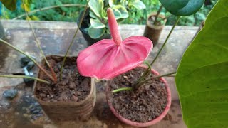 How to grow anthurium plants [upl. by Harvison]