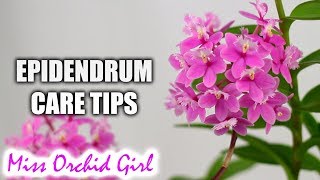 Reed stem Epidendrum Orchids care tips  Epi Sister My Love [upl. by Standush]