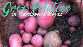 Growing Potatoes in Cardboard Boxes [upl. by Iren]