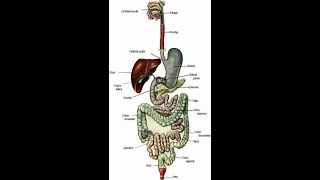 Digestia si absorbtia BAC BIOLOGIE 2020 [upl. by Inavoy]