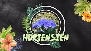 Hortensien gut durch den Winter bringen [upl. by Eelyk]