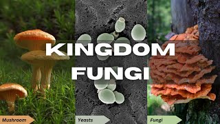 Class 11 Biology  Biological Classification  Kingdom Fungi NEET cbse boardexam [upl. by Singhal]